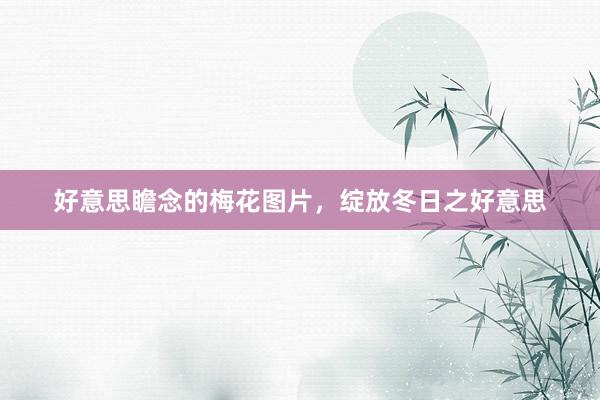 好意思瞻念的梅花图片，绽放冬日之好意思